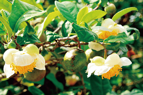 茶樹的葉子、花朵與果實都很接近山茶花。